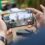 From Pixels to Pockets: The Mobile Gaming Revolution